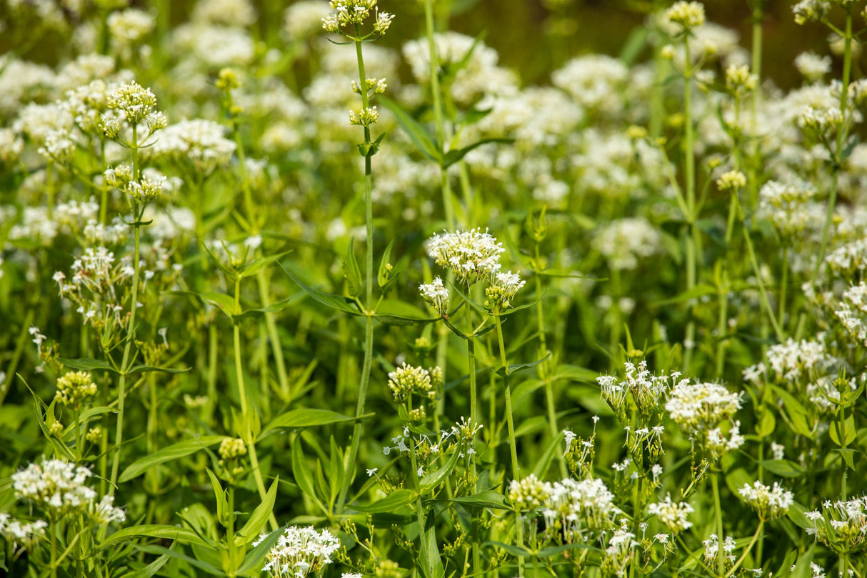 Centranthus ruber 'Albus' mit Blüte ;;ab 3,70 Euro