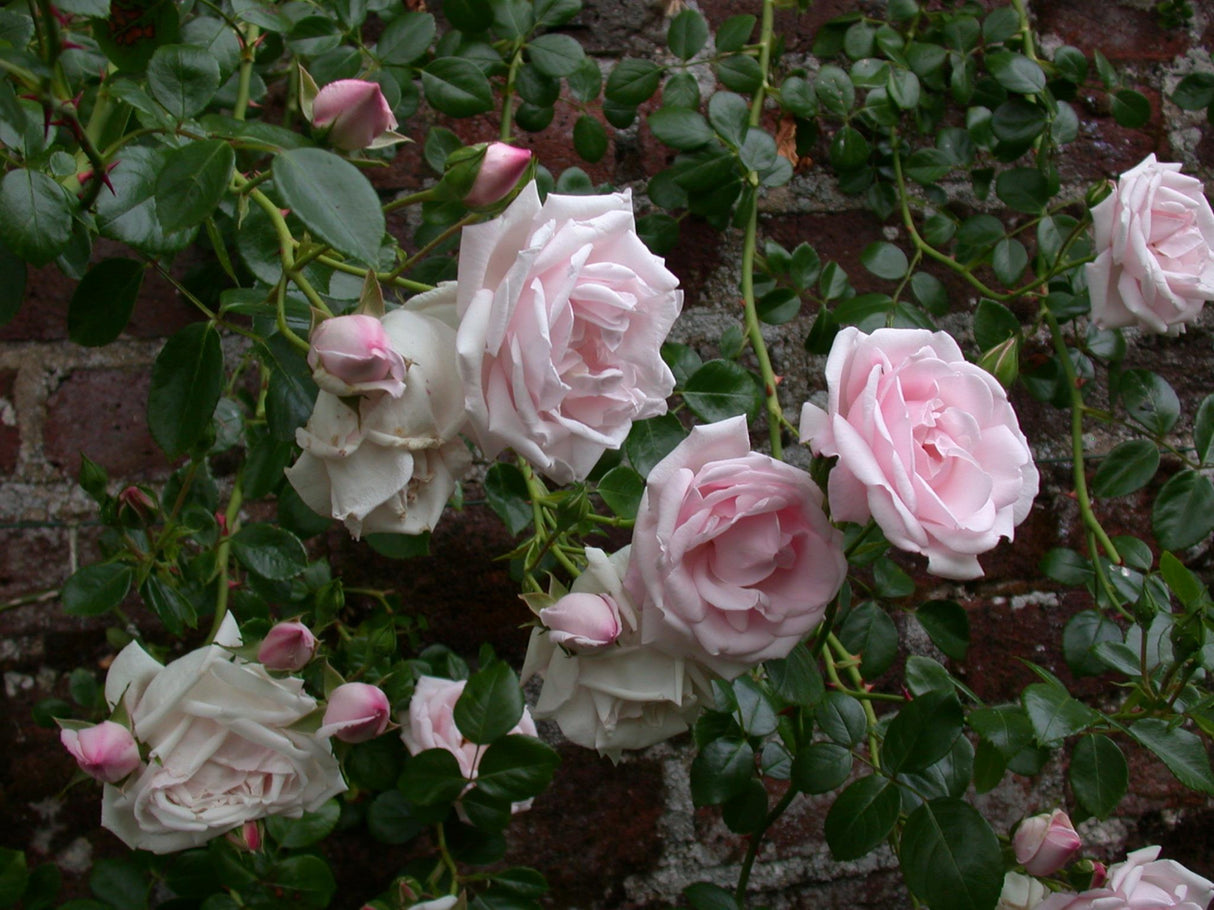 Kletterrose 'New Dawn' mit Blüte ; Einsatz: Rankgitter ; Pluspunkt: winterhart;;hier kaufen