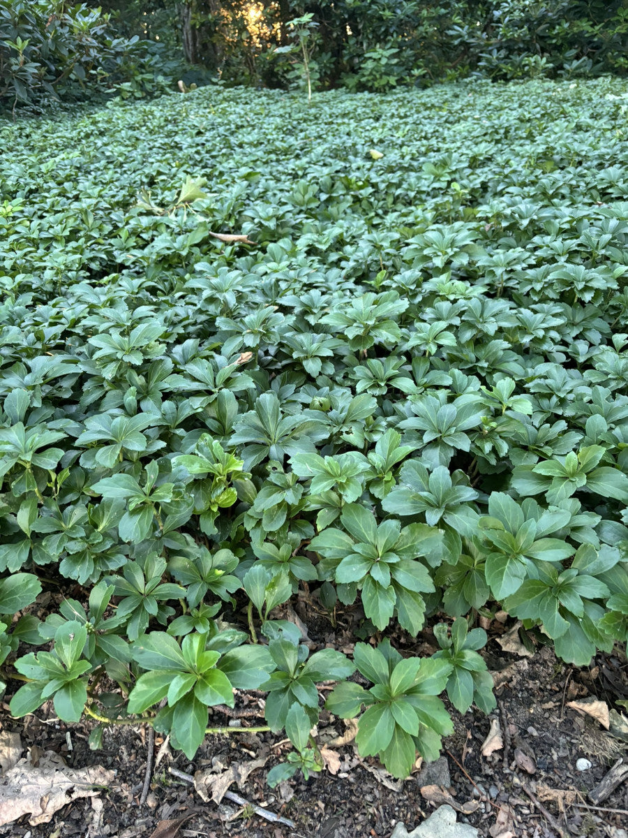 Pachysandra terminalis (Schattengrün, Dickmännchen)