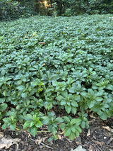 Pachysandra terminalis ;;ab 2,36 Euro