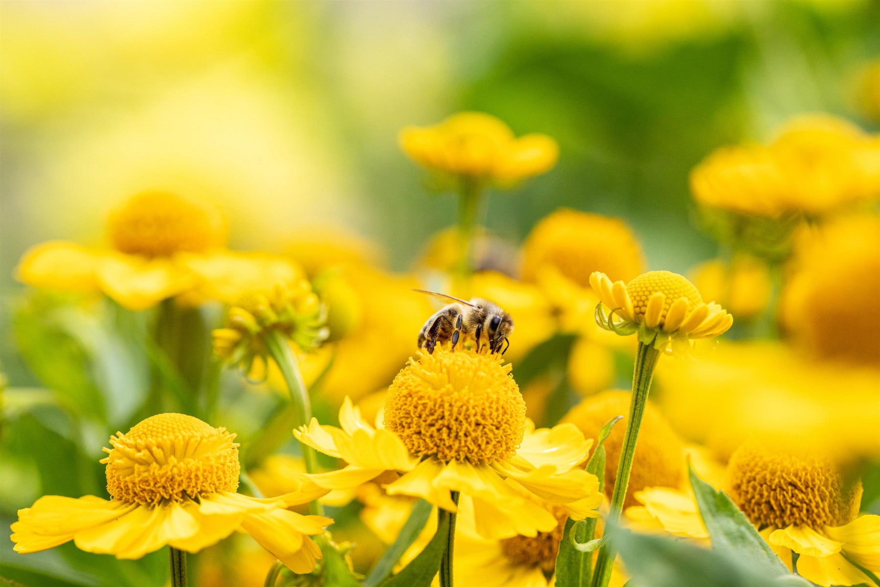 Helenium x cult. 'Goldrausch' (Garten-Sonnenbraut)