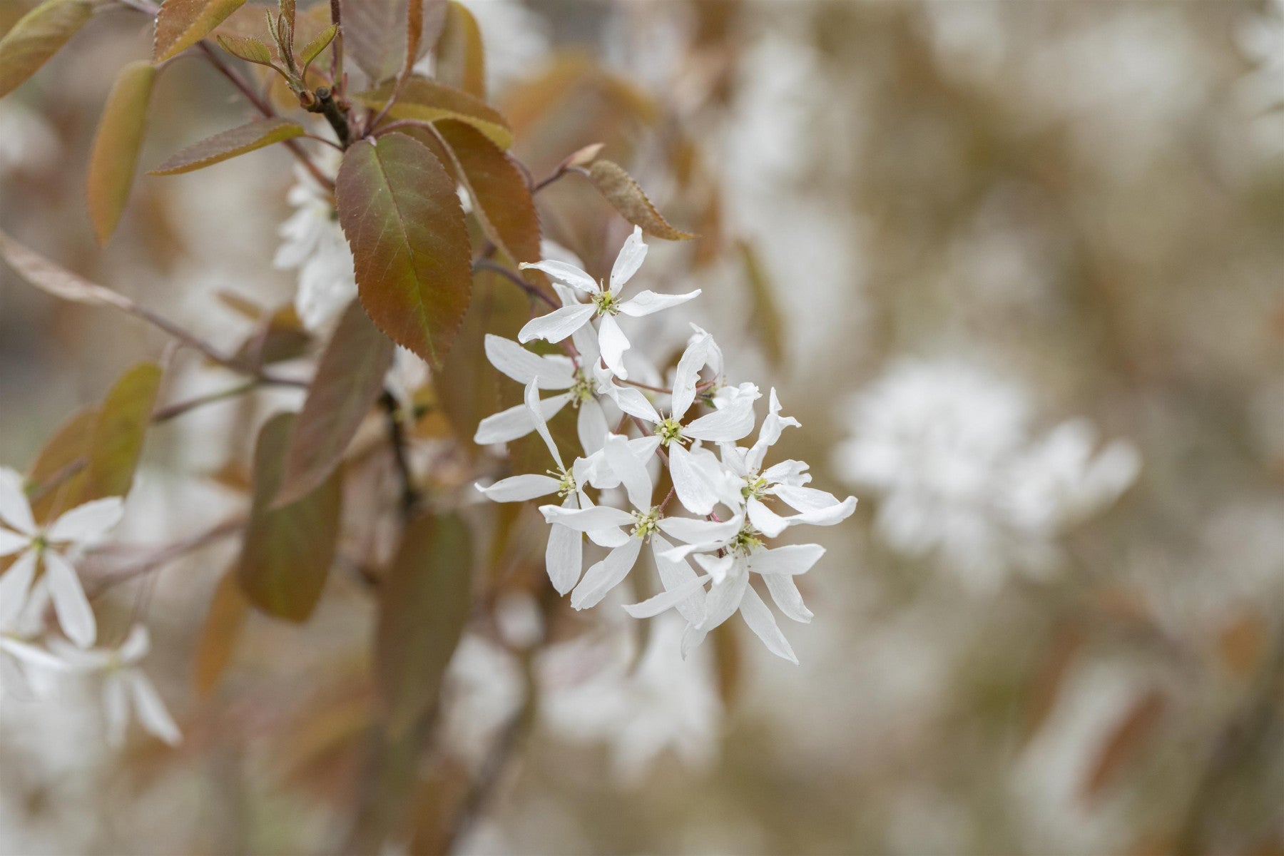 Amelanchier 'Ballerina' (Felsenbirne 'Ballerina')