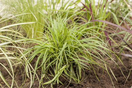 Carex umbrosa ;;ab 3,70 Euro