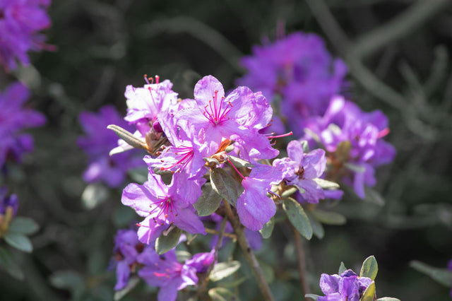 Rhododendron impeditum 'Blue Tit' mit Blüte, erhältlich von 50-60 bis 50-60 cm ;;ab 61,00 Euro