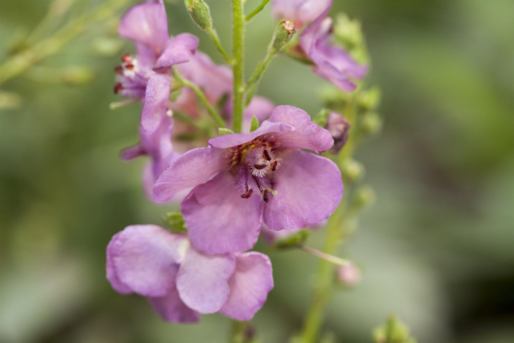 Verbascum phoeniceum (Purpurblütige Königskerze)