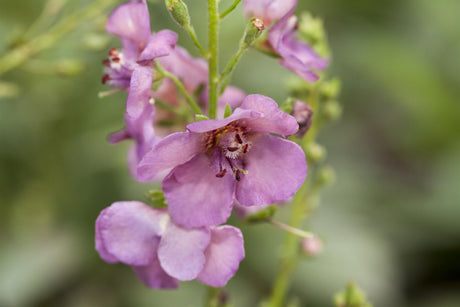 Verbascum phoeniceum mit Blüte ;;ab 2,92 Euro