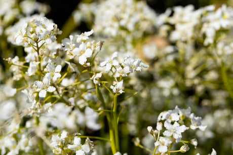 Cardamine trifolia mit Blüte ;;ab 8,00 Euro