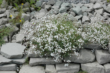 Gypsophila paniculata, weiß mit Blüte ;;ab 4,80 Euro