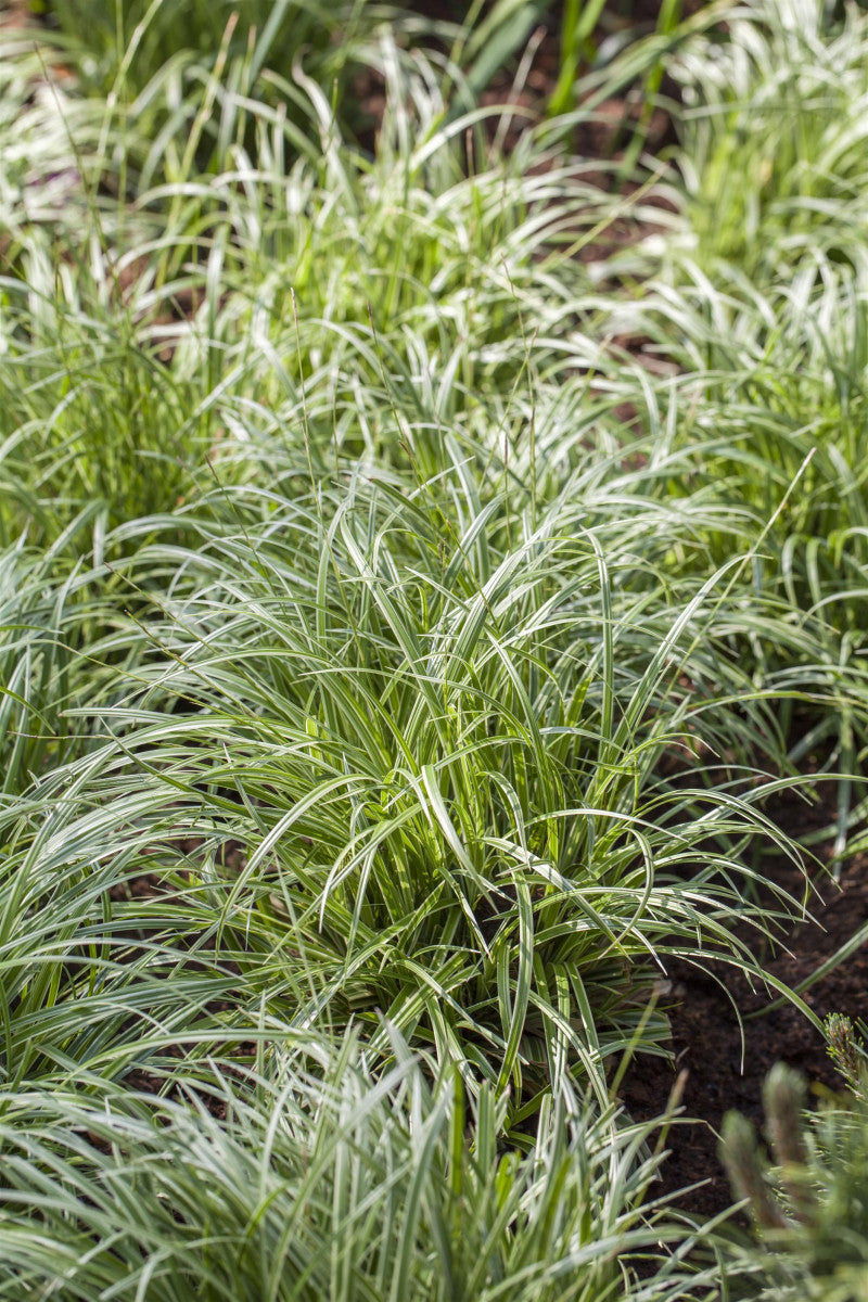 Carex morrowii 'Silver Sceptre' (Garten-Segge)