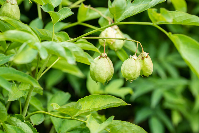 Staphylea pinnata mit Früchten, erhältlich von 60-80 bis 80-100 cm ;;ab 32,90 Euro