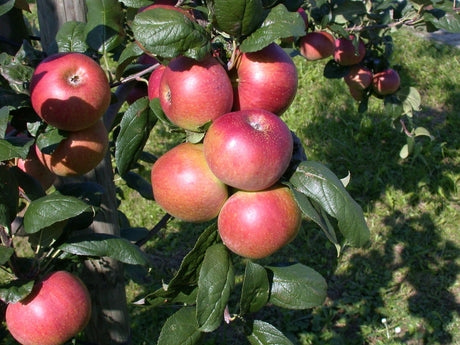 Malus 'Redcats' mit Früchten, erhältlich von 100-150 bis 500-580 cm ;;ab 42,80 Euro