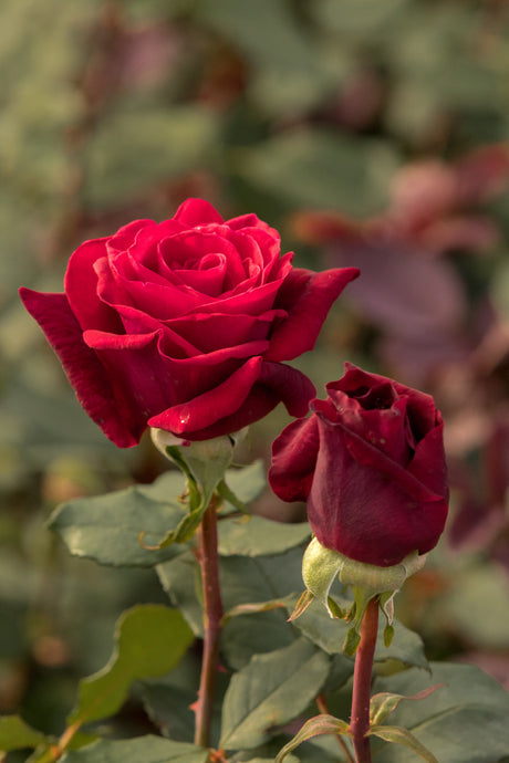 Rosa 'Mildred Scheel' TH mit Blüte ;;ab 6,50 Euro