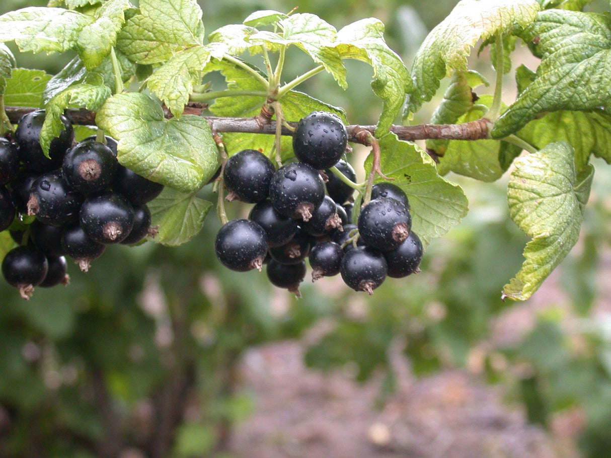 Ribes nigrum 'Tsema' mit Früchten ;;ab 15,90 Euro