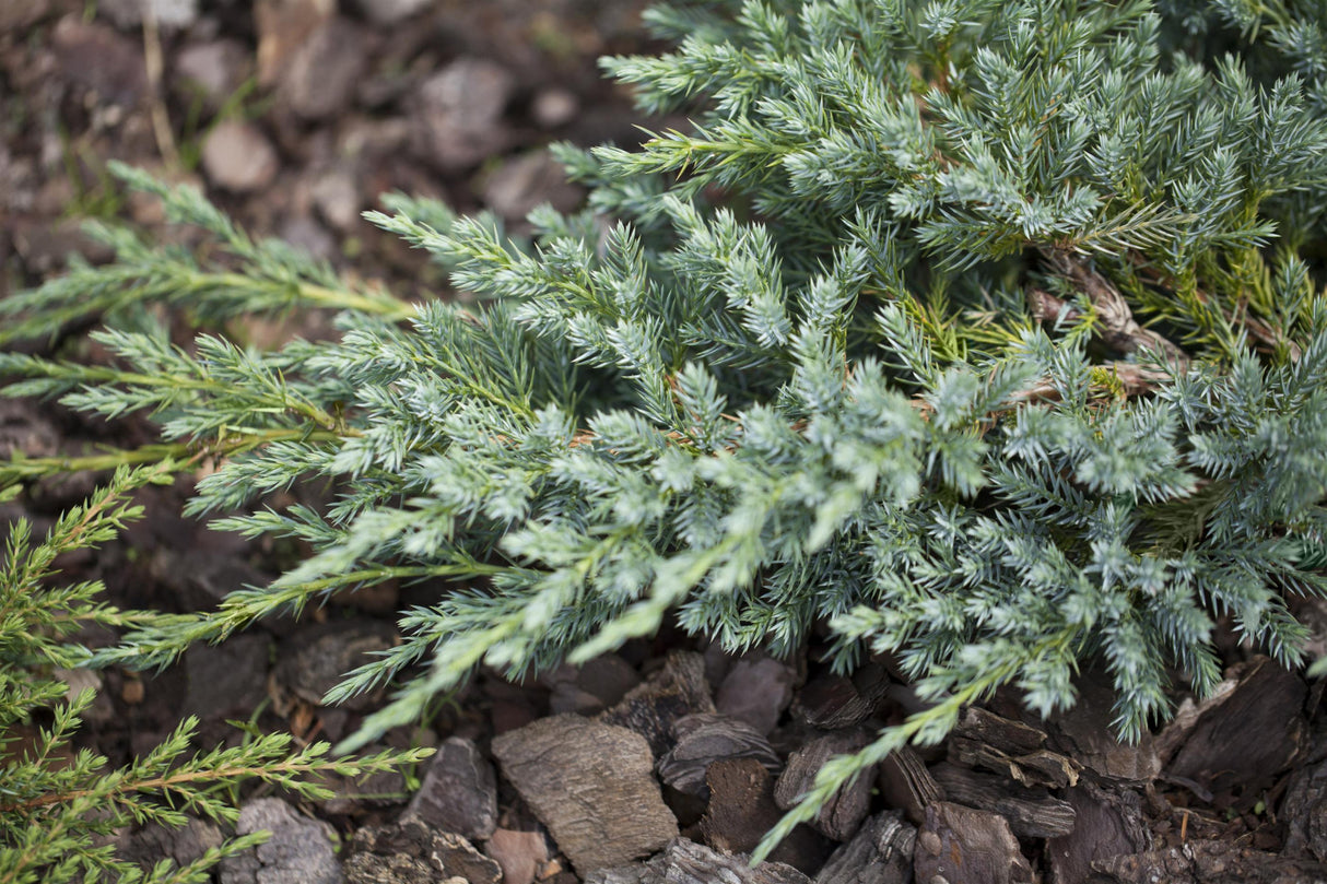 Juniperus squamata 'Blue Carpet' , erhältlich von 15-20 bis 40-50 cm ;;ab 10,70 Euro