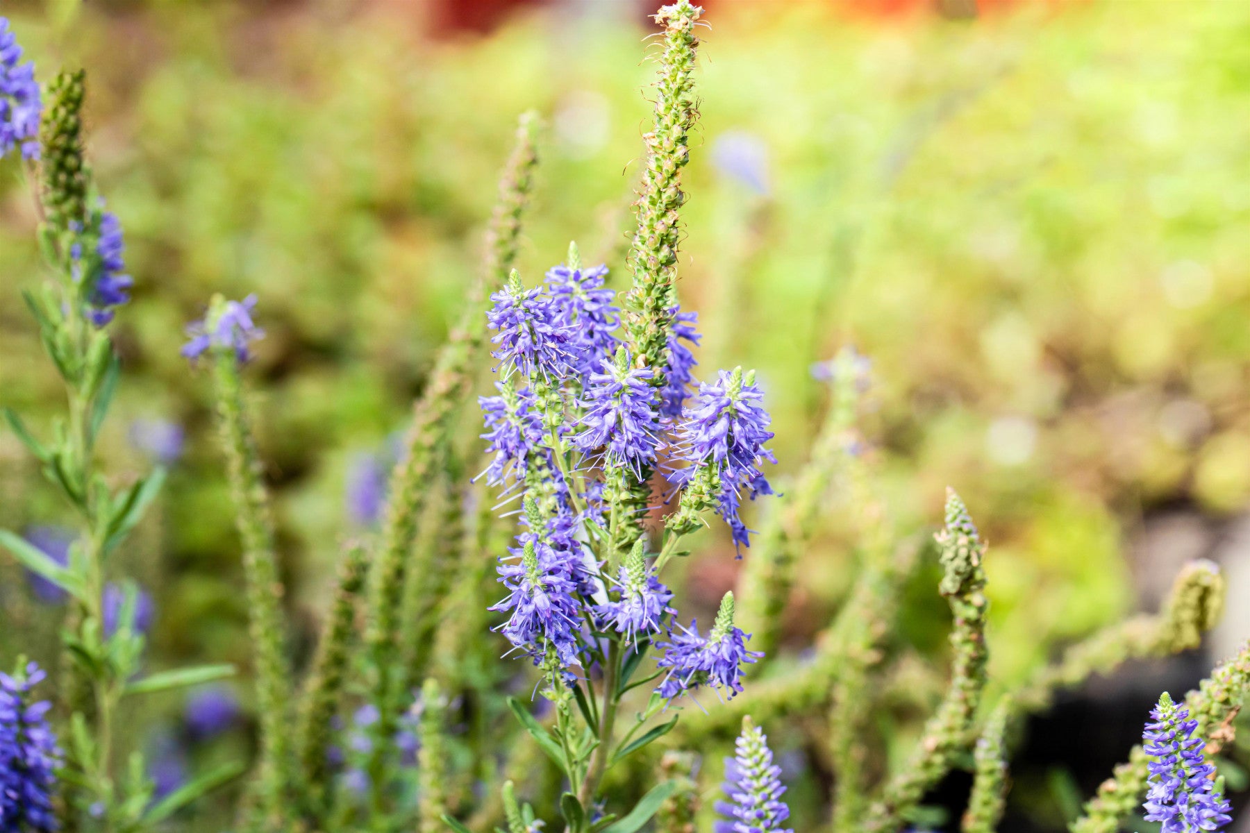 Veronica spicata 'Nana Blauteppich', gen. (Garten-Teppich-Ehrenpreis)