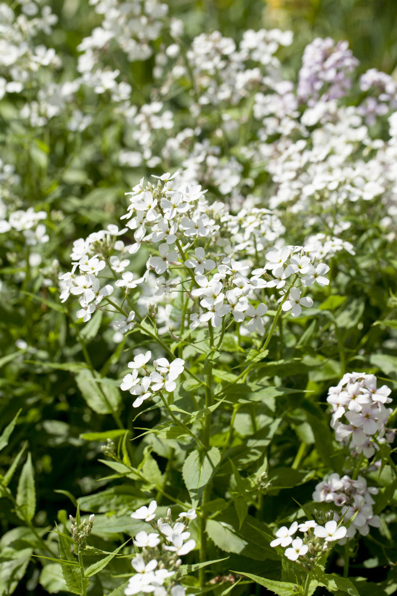 Hesperis matronalis 'Alba' (Garten-Nachtviole)