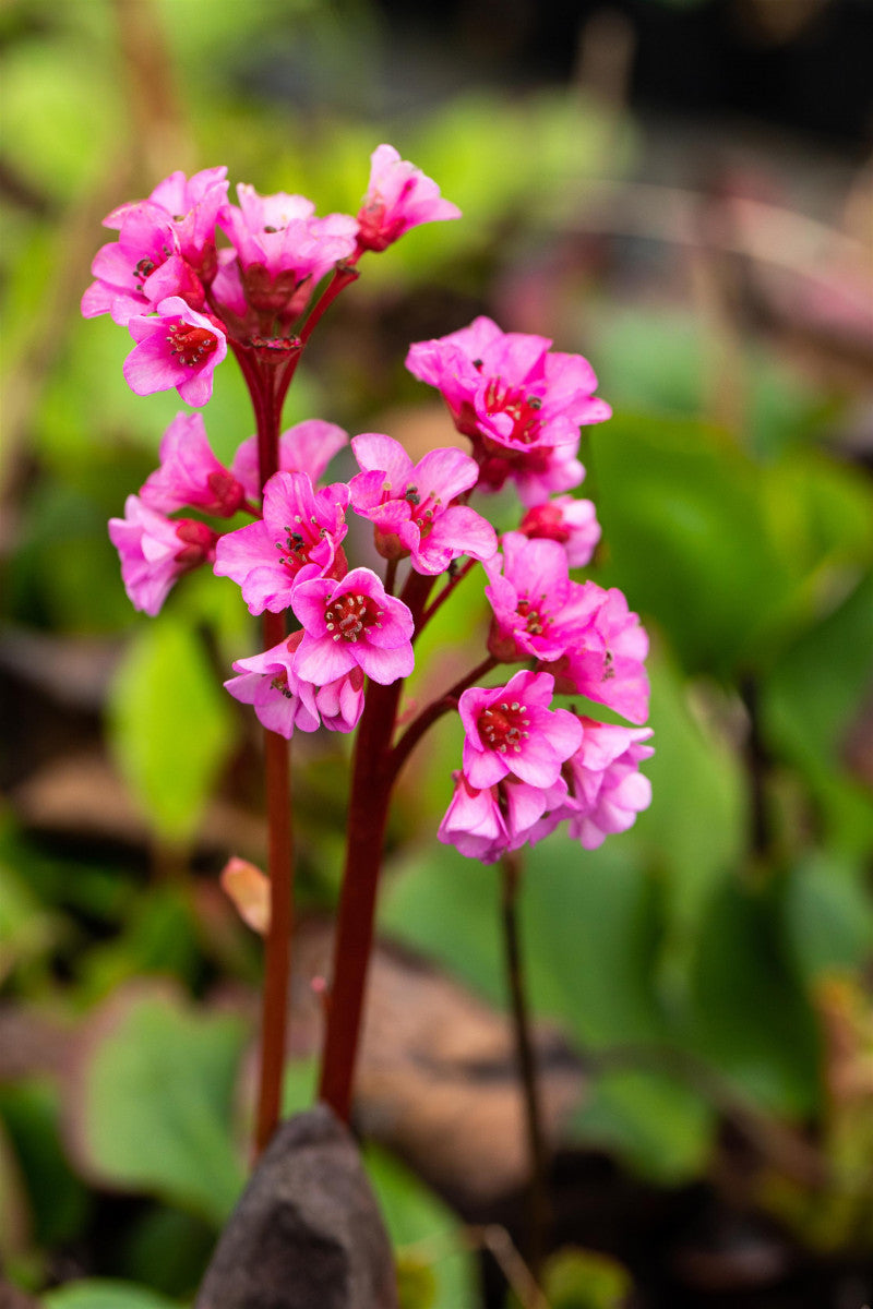 Bergenia cordifolia 'Rosi Klose' mit Blüte ;;ab 6,40 Euro