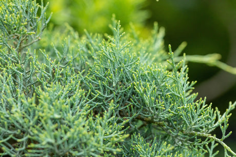 Juniperus media 'Pfitzeriana Glauca' , erhältlich von 25-30 bis 150-175 cm ;;ab 19,40 Euro