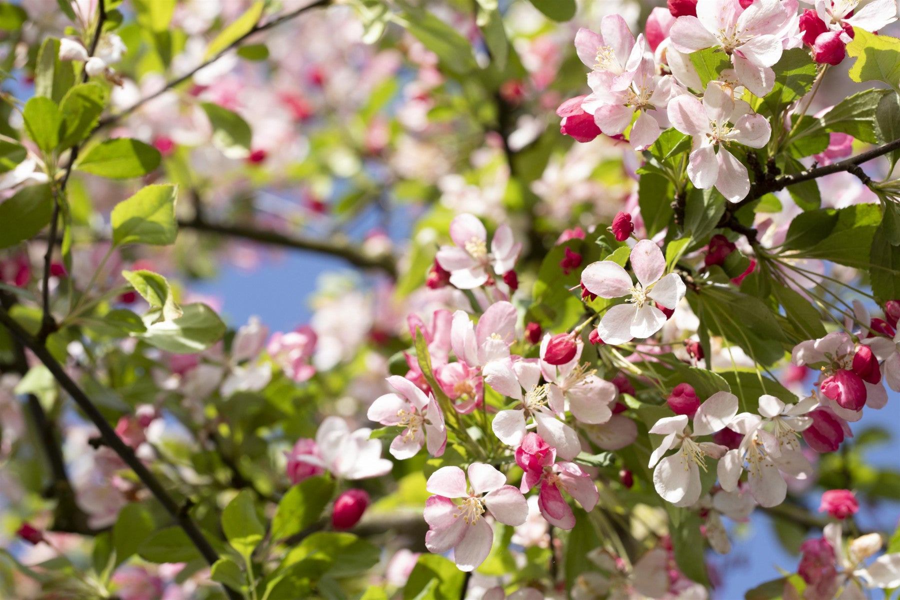 Malus floribunda (Zierapfel floribunda)