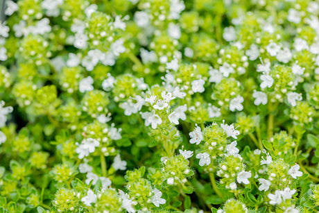 Thymus praecox 'Albiflorus' ;;ab 3,05 Euro