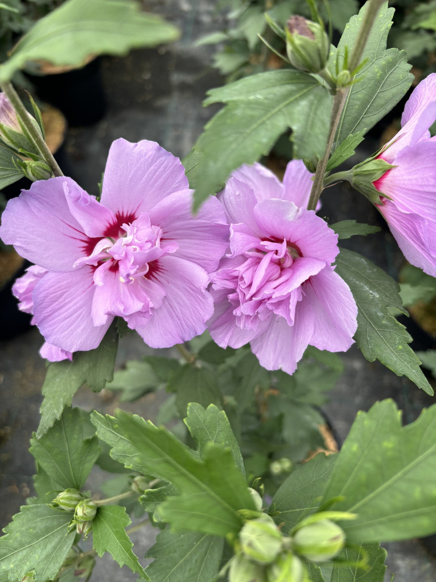 Hibiscus syriacus 'Ardens' mit Blüte, erhältlich von 40-60 bis 150-175 cm ;;ab 24,60 Euro