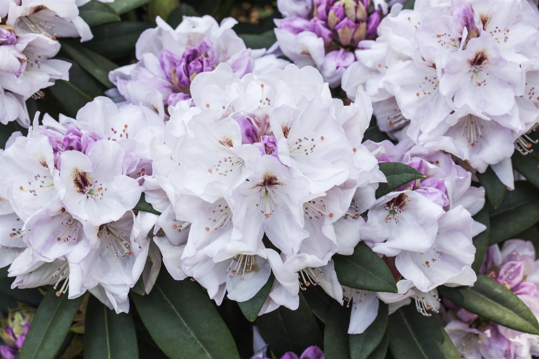 Rhododendron Hybr. 'Belkanto' (Rhododendron-Hybride 'Belkanto' -R-)