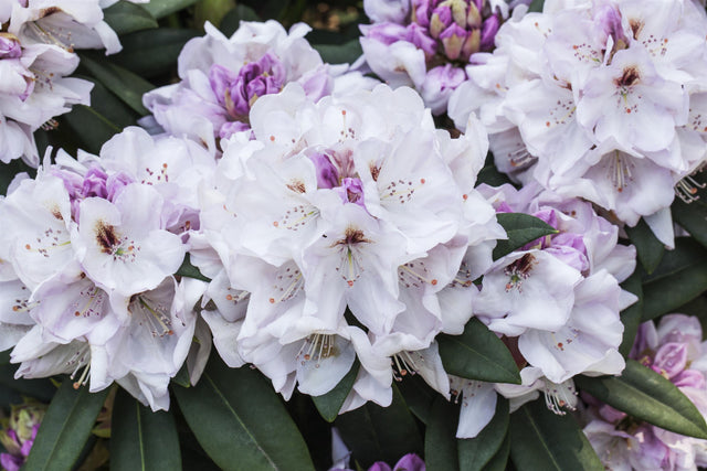 Rhododendron Hybr. 'Belkanto' mit Blüte, erhältlich von 40-50 bis 60-70 cm ;;ab 48,40 Euro