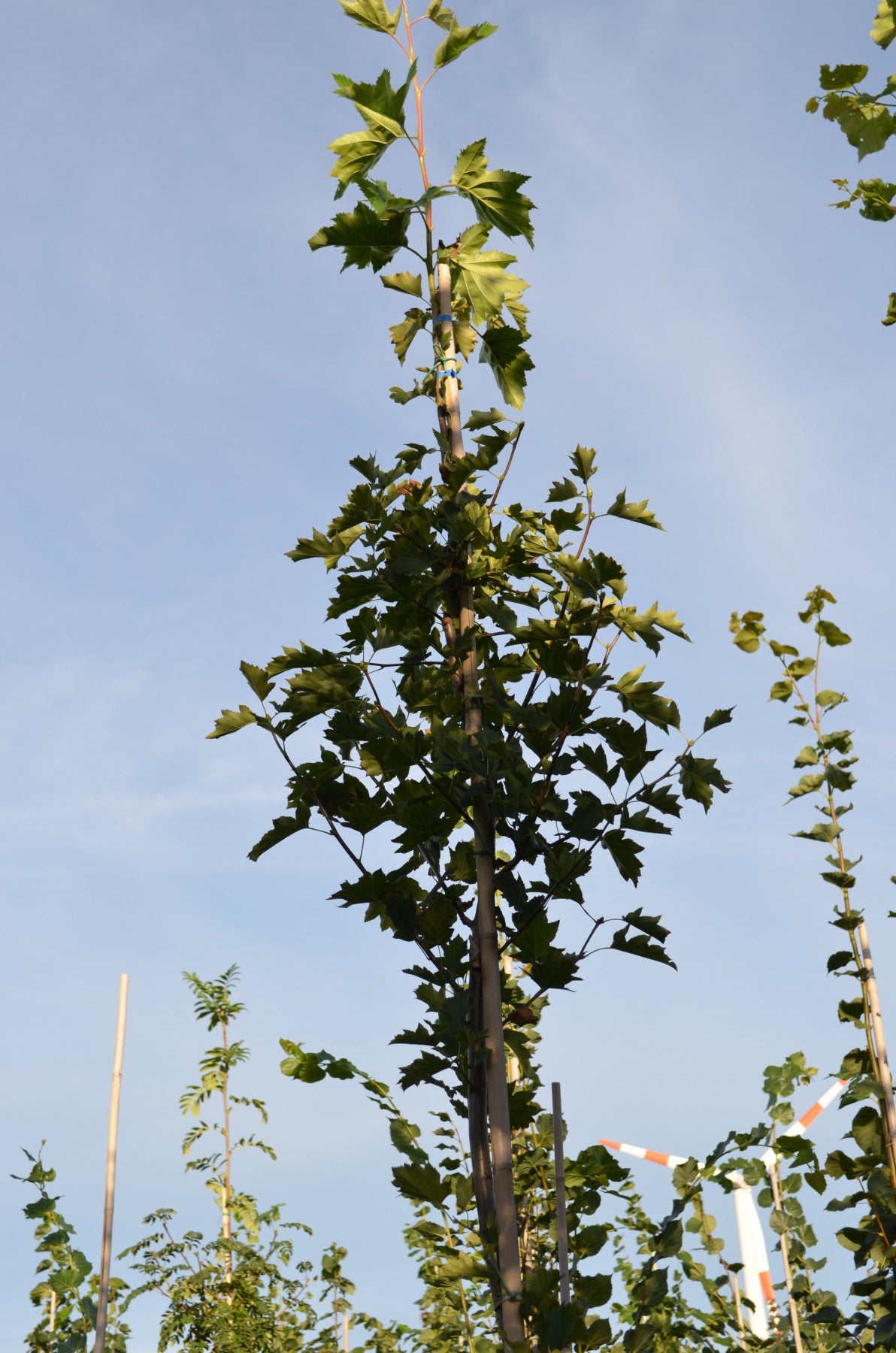 Sorbus torminalis (Elsbeere)