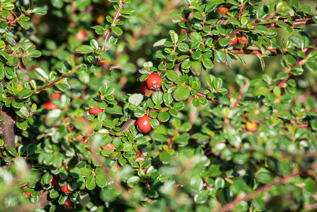 Cotoneaster divaricatus mit Früchten, erhältlich von 40-60 bis 200-250 cm ;;ab 11,00 Euro