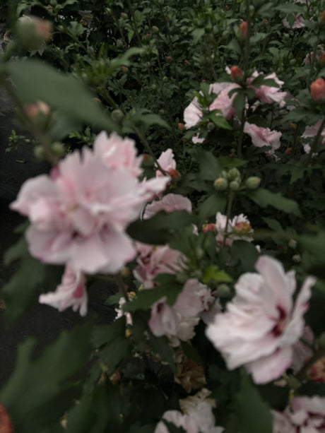 Hibiscus syriacus 'Lady Stanley' mit Blüte, erhältlich von 40-60 bis 80-100 cm ;;ab 24,60 Euro