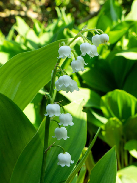 Convallaria majalis ;;ab 3,50 Euro