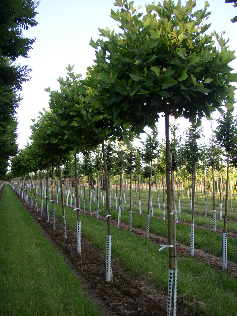 Platanus hispanica 'Alphens Globe' (Platane 'Alphens Globe')