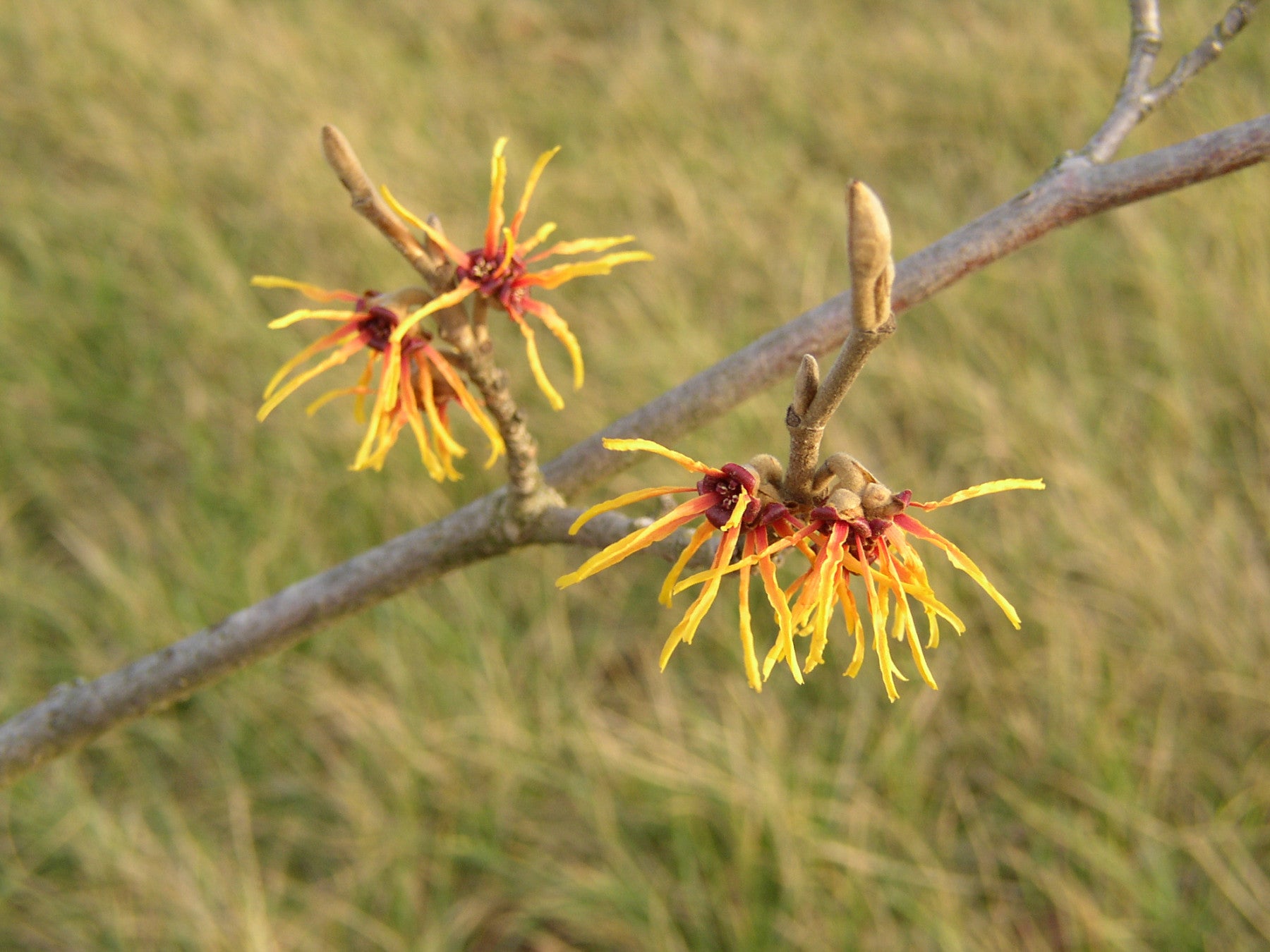 Hamamelis mollis (Chinesische Zaubernuss)