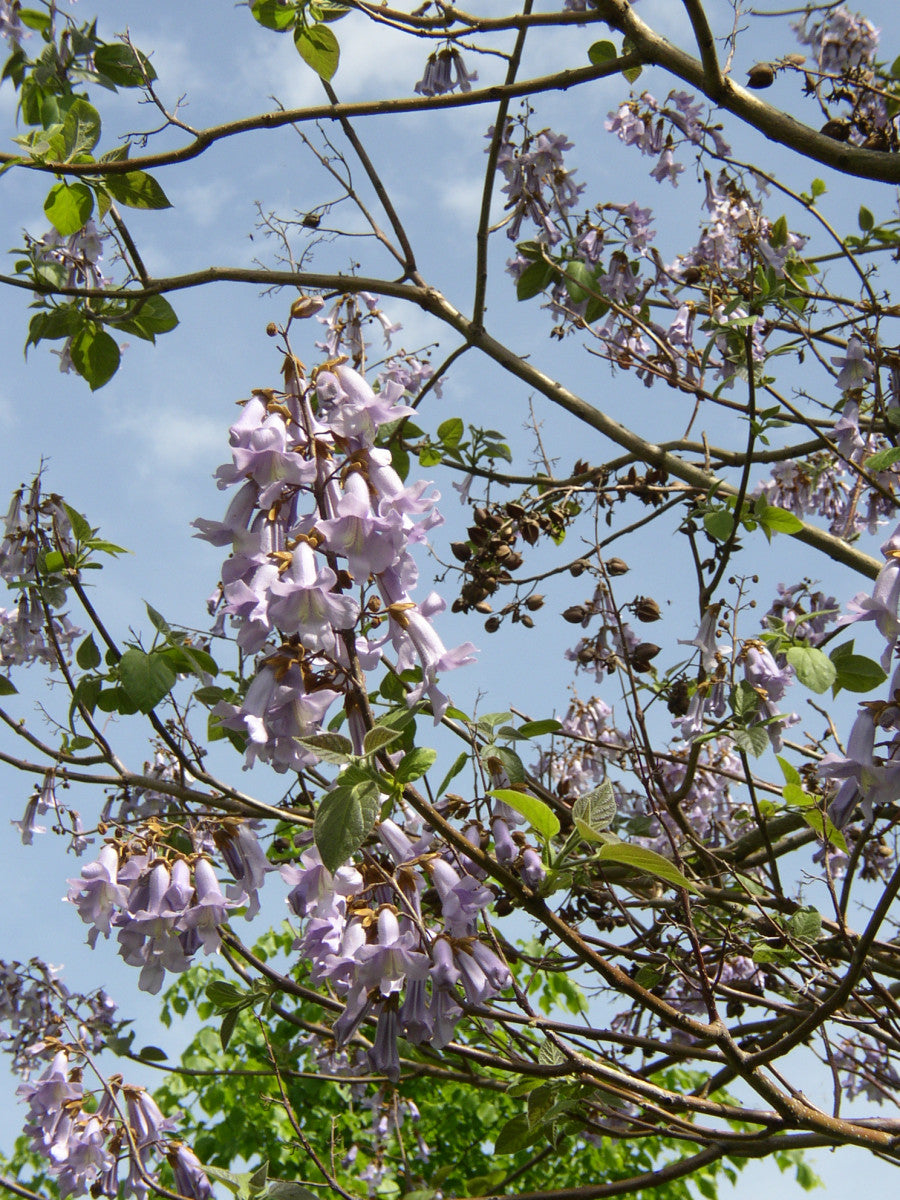 Prinzessinnenbaum mit Blüte ; Einsatz: Zierbaum ; Pluspunkt: große Blätter;;mit zeitnaher Lieferung