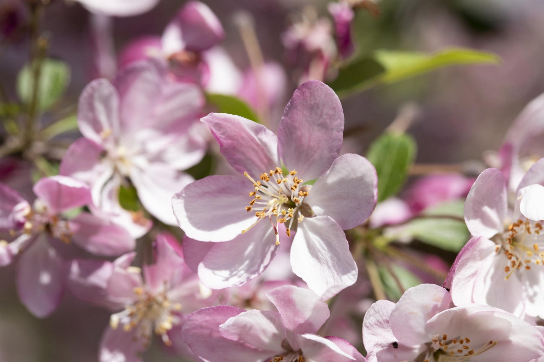 Malus 'Hillieri' (Zierapfel 'Hillieri')