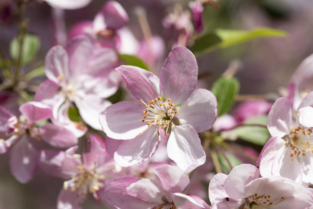 Malus 'Hillieri' mit Blüte, erhältlich von 60-100 bis 450-650 cm ;;ab 16,60 Euro