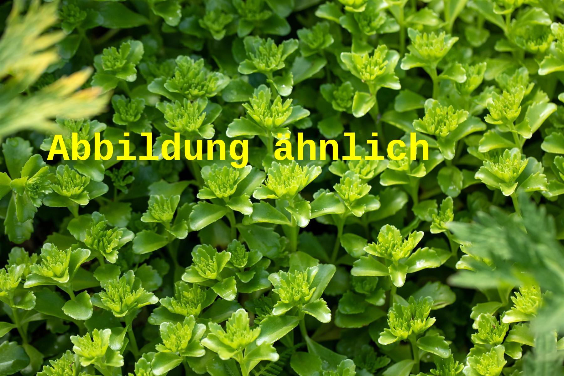 Sedum hybridum 'Immergrünchen' (Immergrünes Garten-Fettblatt)