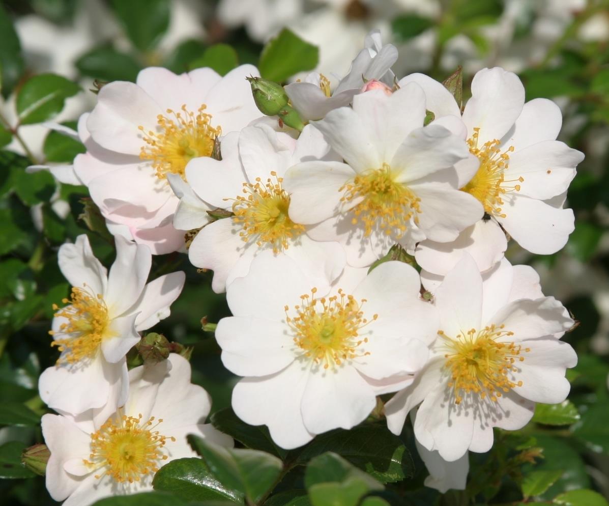 Rosa 'Medeo' BDR mit Blüte ;;ab 9,50 Euro