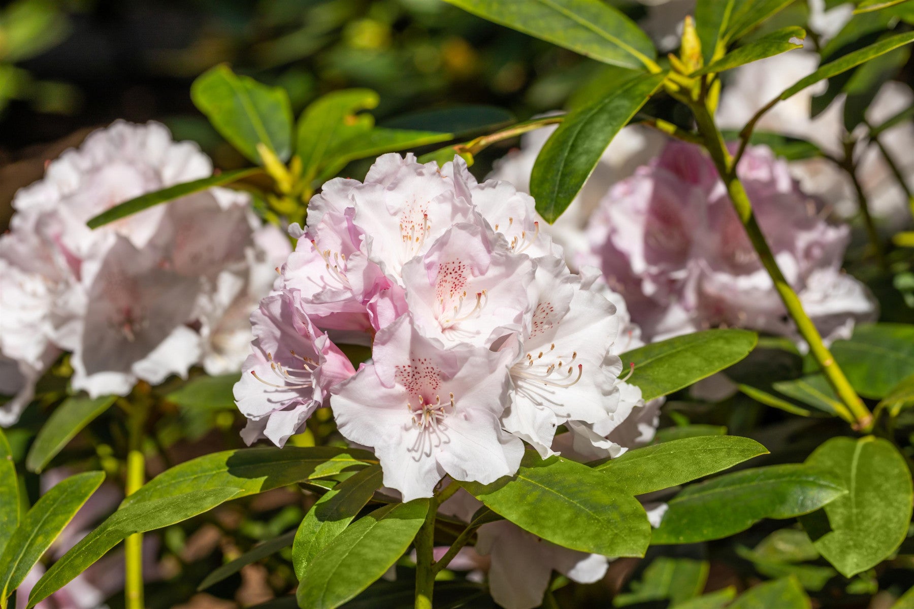 Rhododendron Hybr. 'Jacksonii' (Rhododendron-Hybride 'Jacksonii')