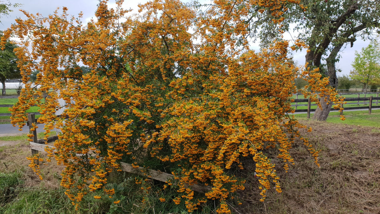 Pyracantha 'Orange Glow' in Einzelansicht ; Einsatz: Vogelnährgehölz ; Pluspunkt: beeren;;mit zeitnaher Lieferung