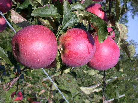 Malus 'Regine' mit Früchten, erhältlich von 150-200 bis 450-650 cm ;;ab 21,50 Euro