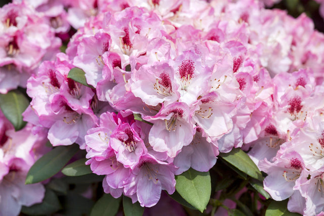 Rhododendron yak. 'Nicoletta' mit Blüte, erhältlich von 30-40 bis 60-70 cm ;;ab 47,20 Euro