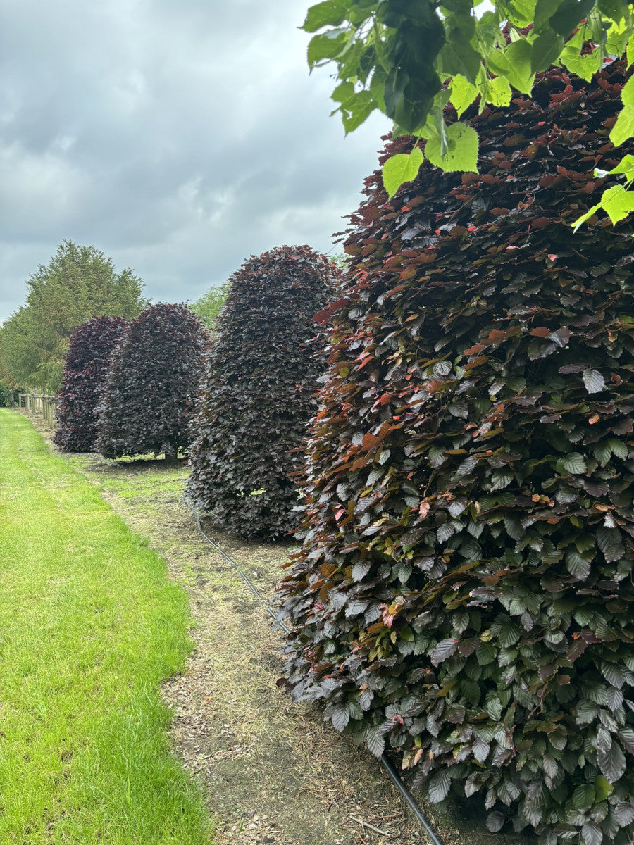 Fagus sylvatica purpurea (Blutbuche-Sämling)