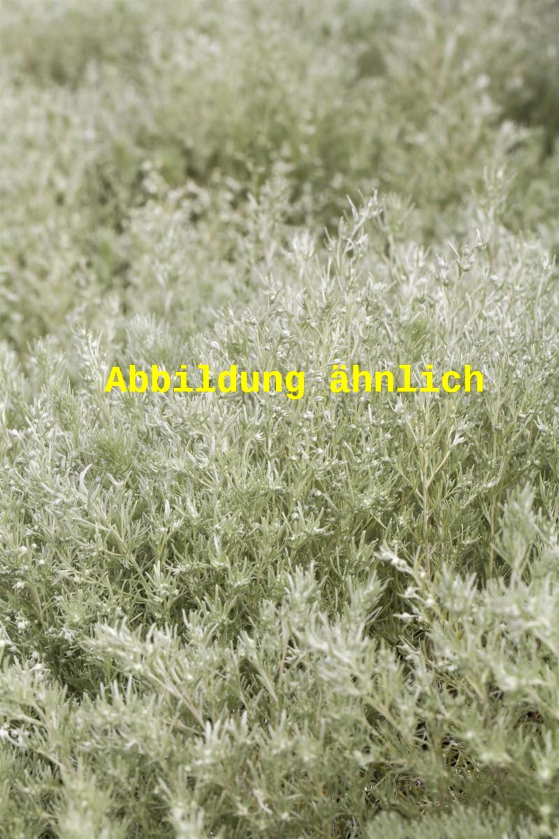 Artemisia ludoviciana 'Silver Queen' (Silbriger Garten-Beifuß)