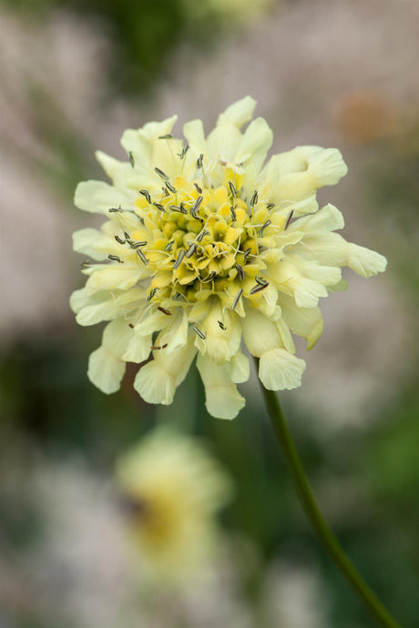 Scabiosa ochroleuca mit Blüte ;;ab 4,25 Euro