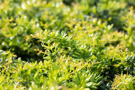 Berberis frikartii 'Amstelveen' , erhältlich von 20-25 bis 50-60 cm ;;ab 15,60 Euro