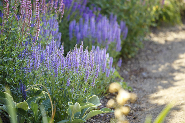 Salvia nemorosa 'Amethyst' als Pflanze im Beet ;;ab 4,00 Euro