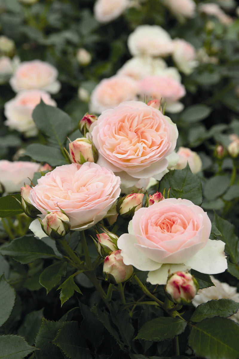 Rosa 'Pastella' BT mit Blüte ;;ab 11,80 Euro