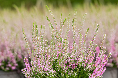 Calluna vulgaris 'Darkness' ;;ab 2,31 Euro