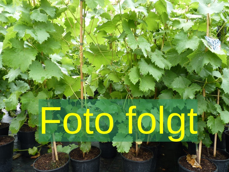 Vitis 'Roter Gutedel' (Weintraube 'Roter Gutedel')